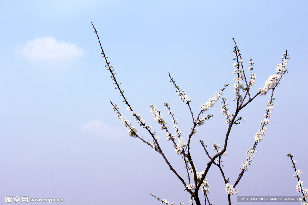 梨花滿枝