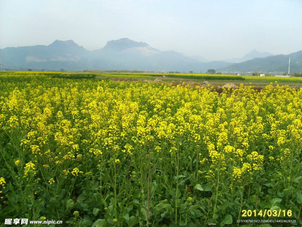 油菜花