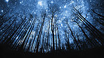 夜晚树林星空
