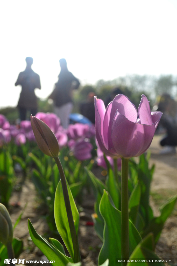 月季 花
