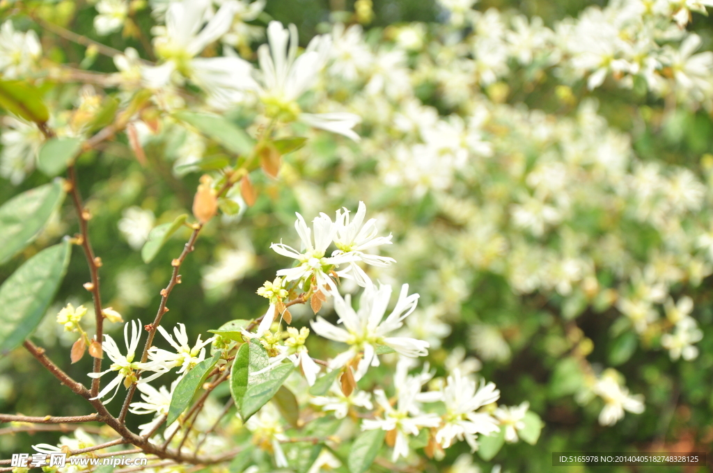 清明山花