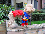 宠物狗超人蝙蝠侠变身