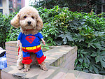 宠物狗超人蝙蝠侠变身