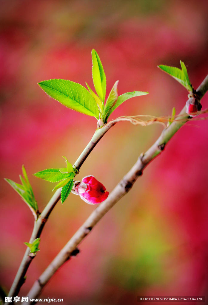 桃花