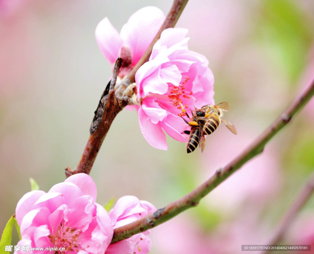 桃花