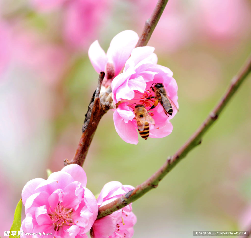 桃花