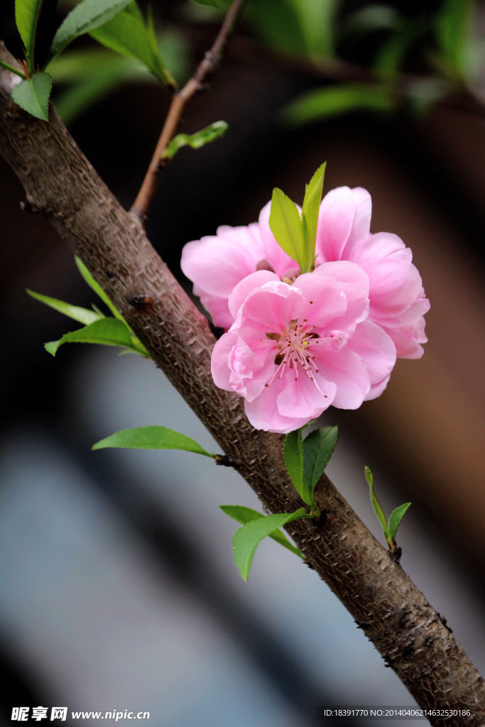 桃花