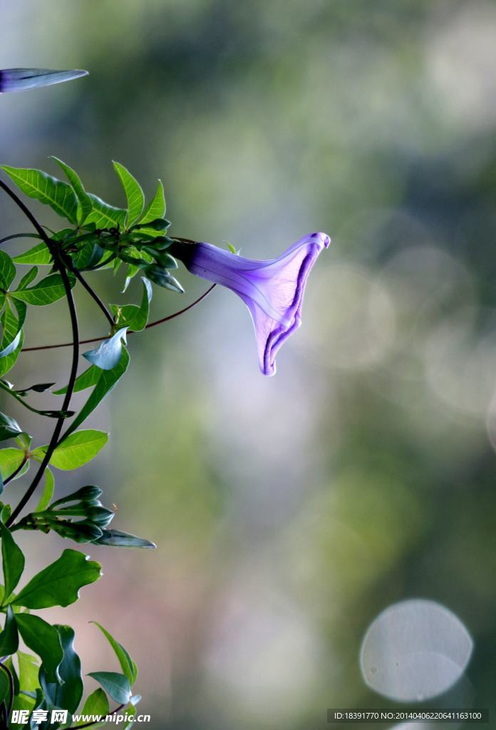 牽牛花