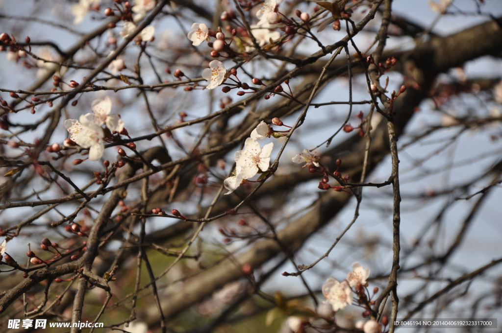 櫻花