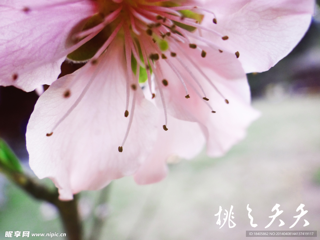 桃花