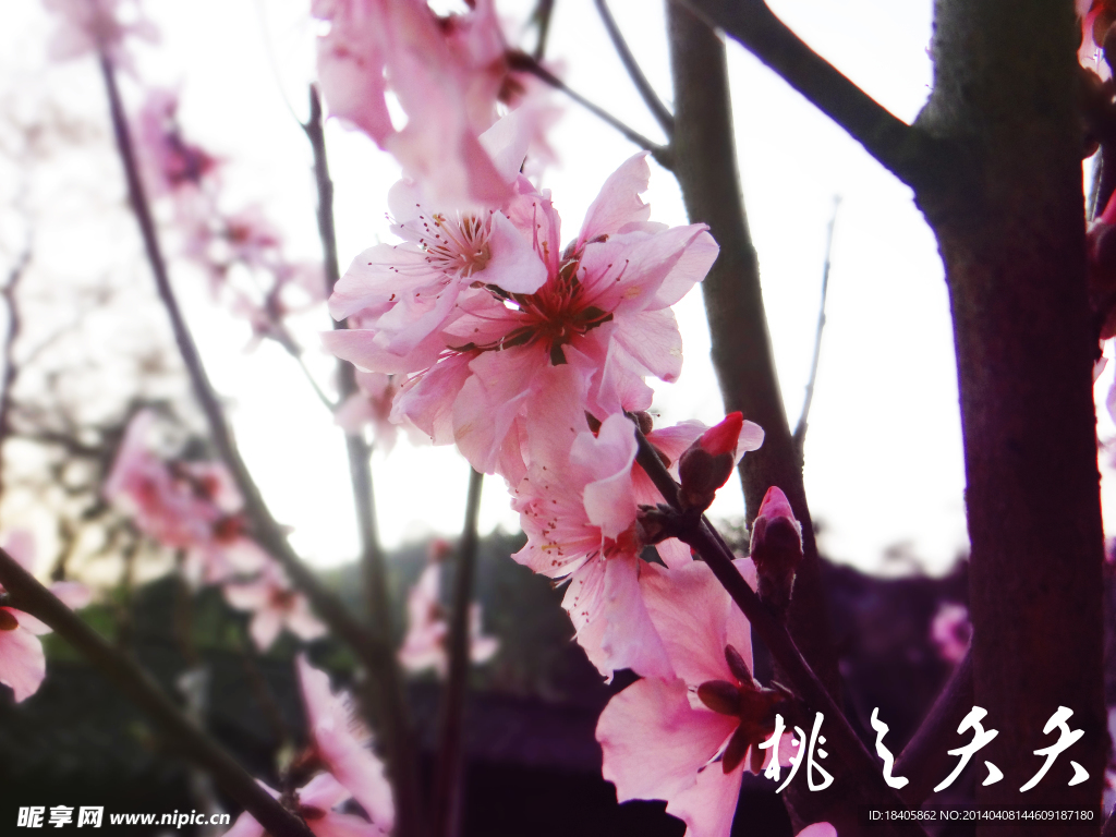 桃花