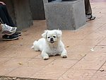 小狗