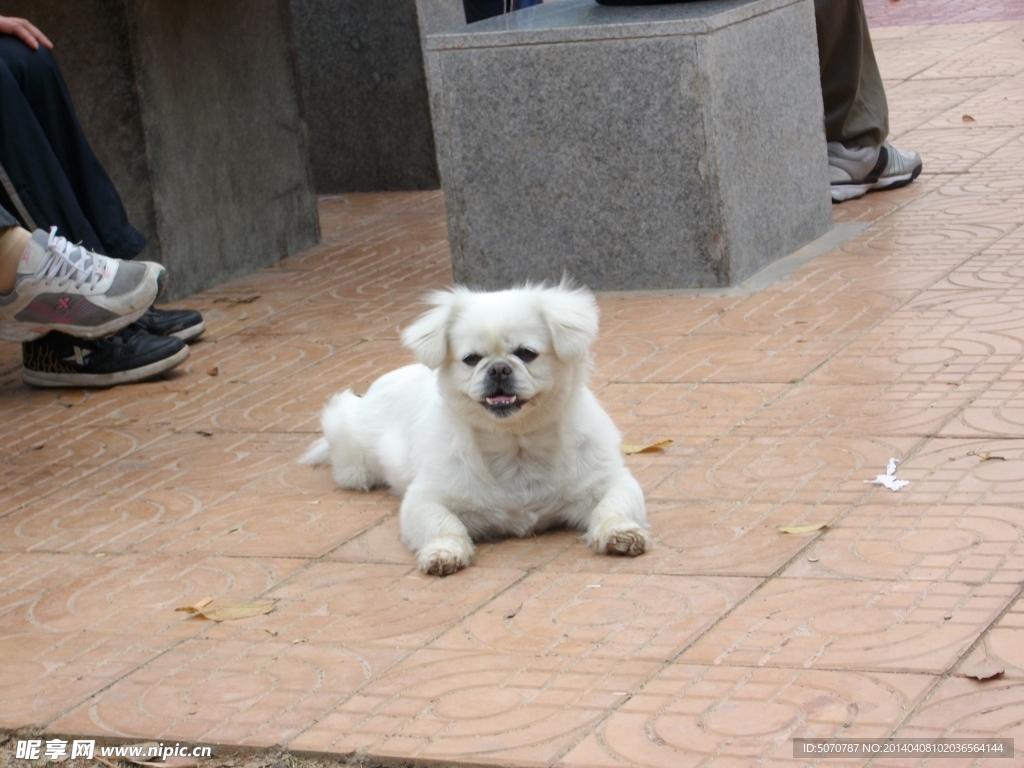 小狗