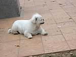 小狗