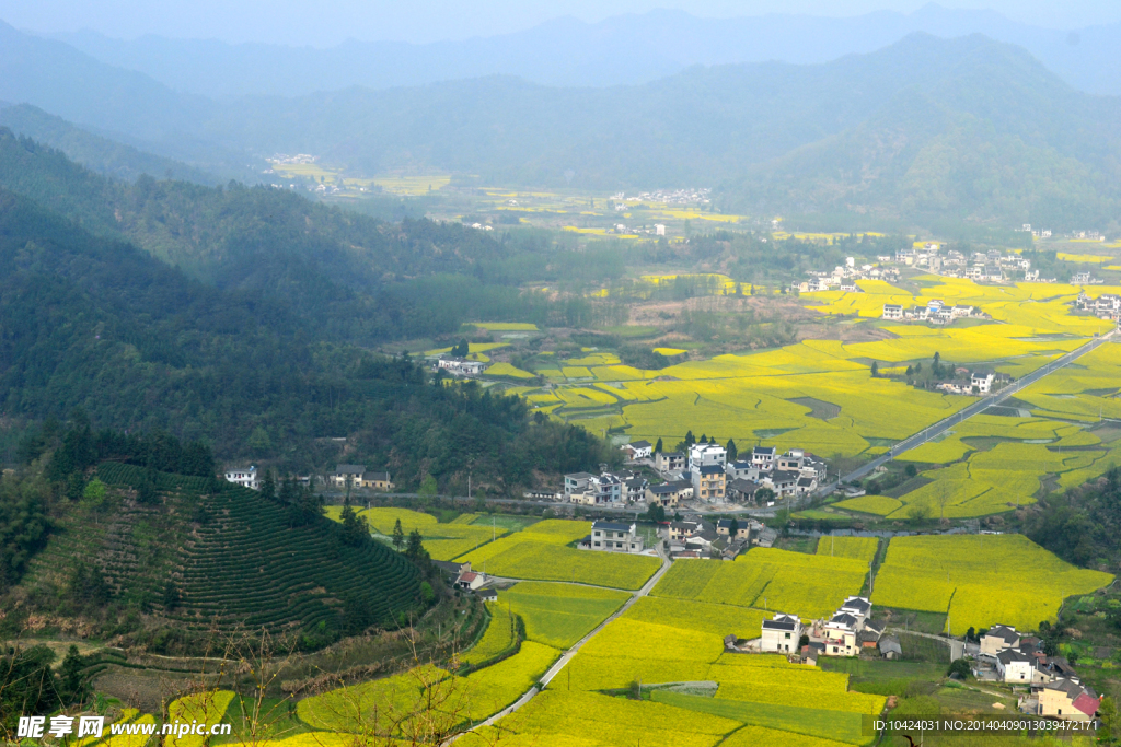 柯村油菜花海