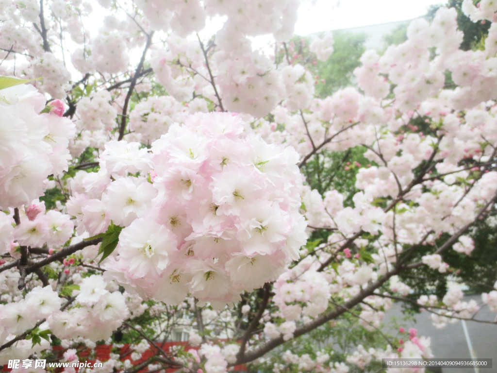 櫻花