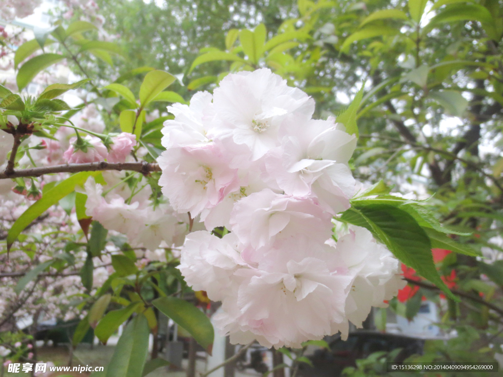 櫻花