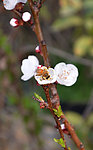 花上的蜜蜂