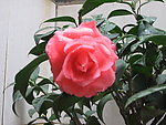 茶花