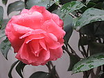 茶花