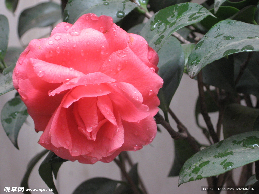 茶花