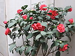 茶花