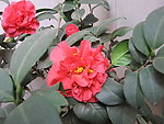 茶花