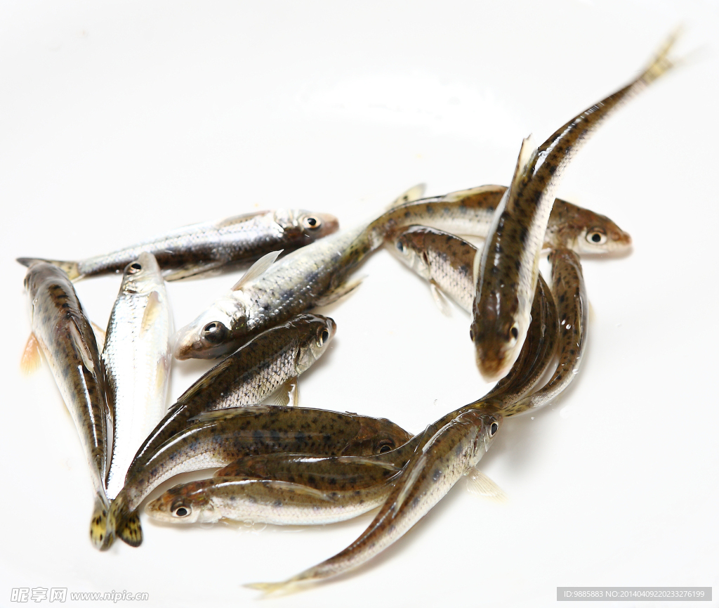土鳳魚