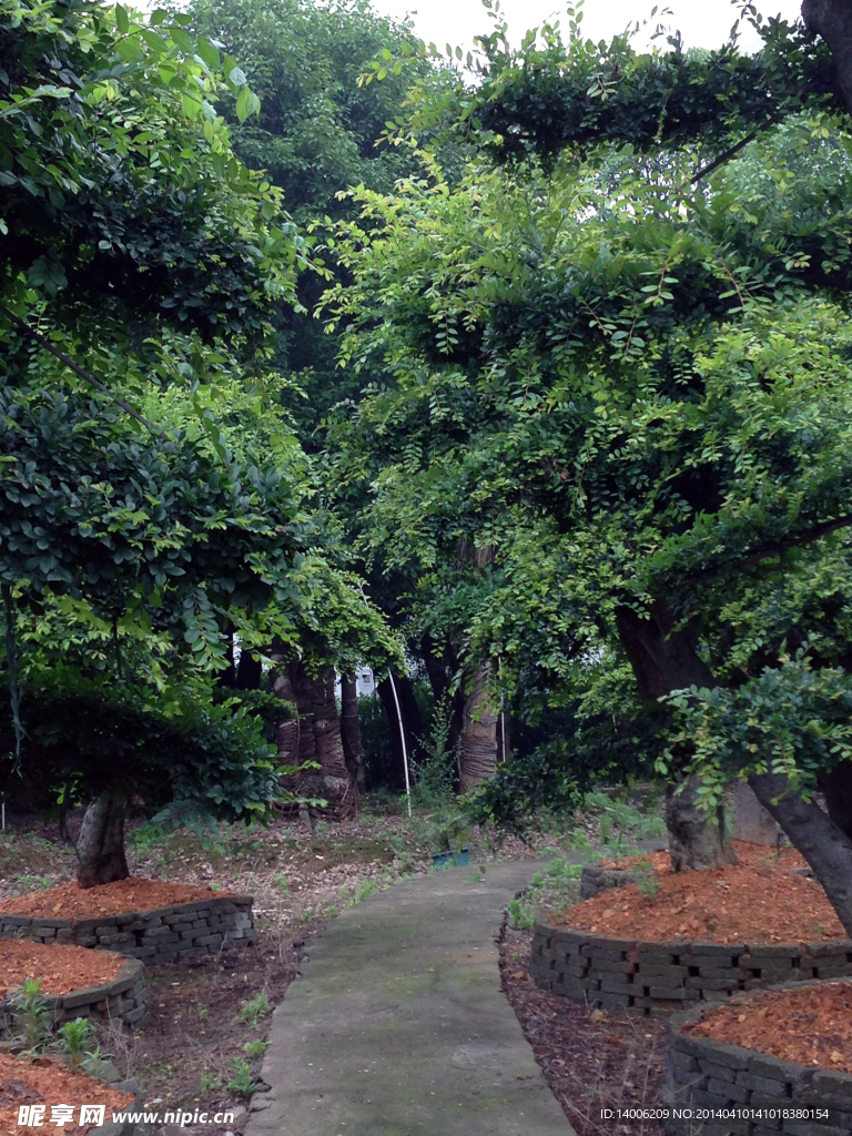 林間小路