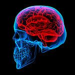 人脑大脑结构构造