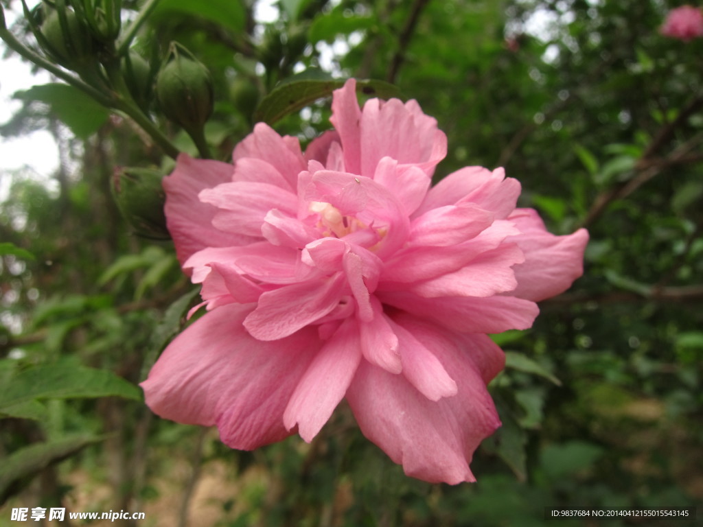 木槿花