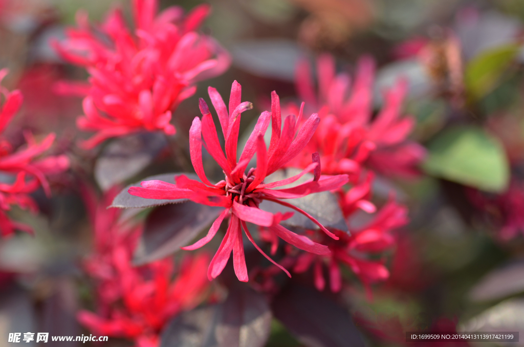 紅花