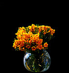 菊黄色花