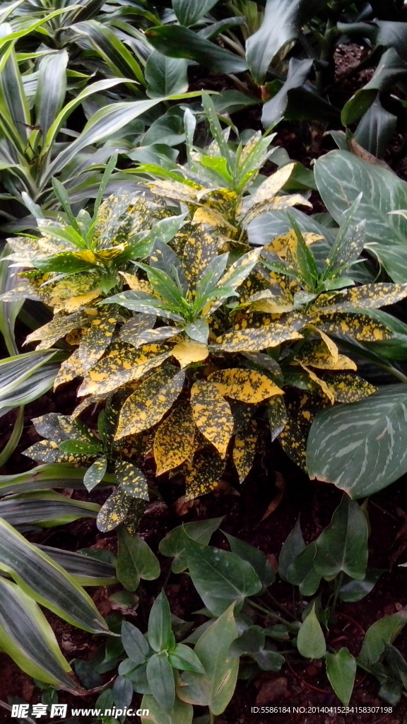 綠色觀賞植物