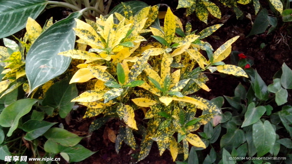綠色觀賞植物
