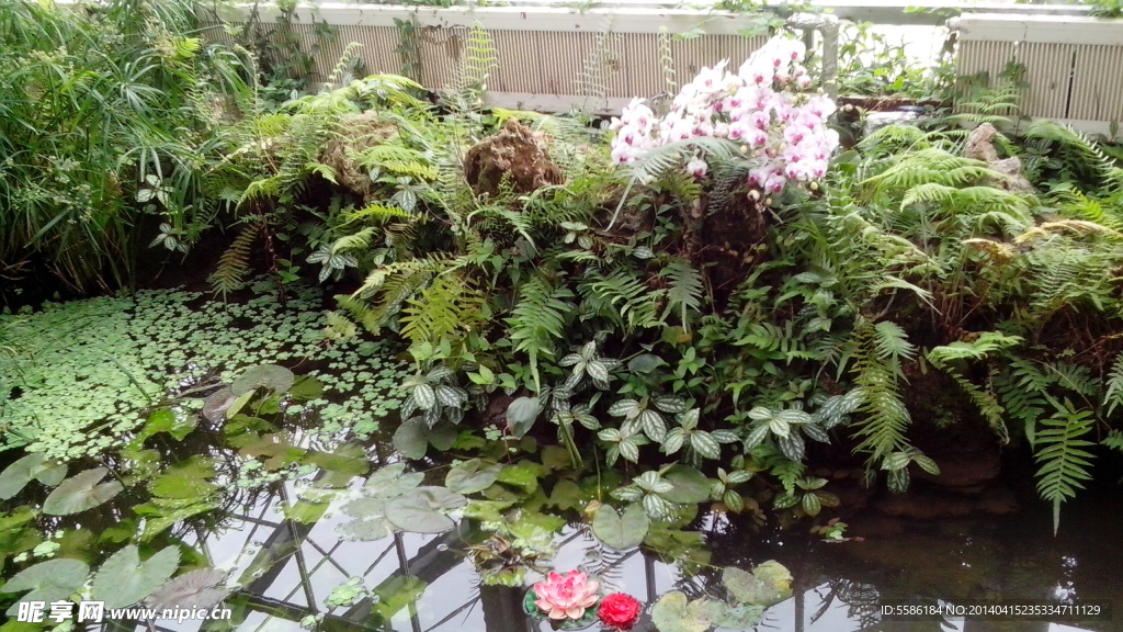 水生植物