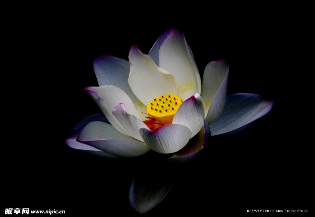 菡萏