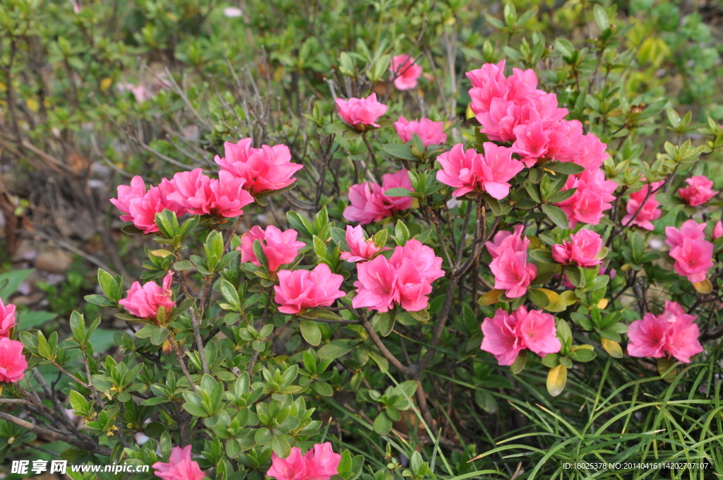 杜鵑花