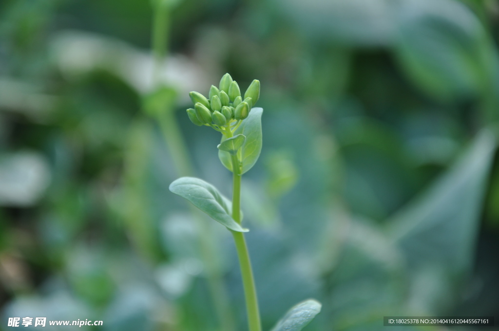 油菜花