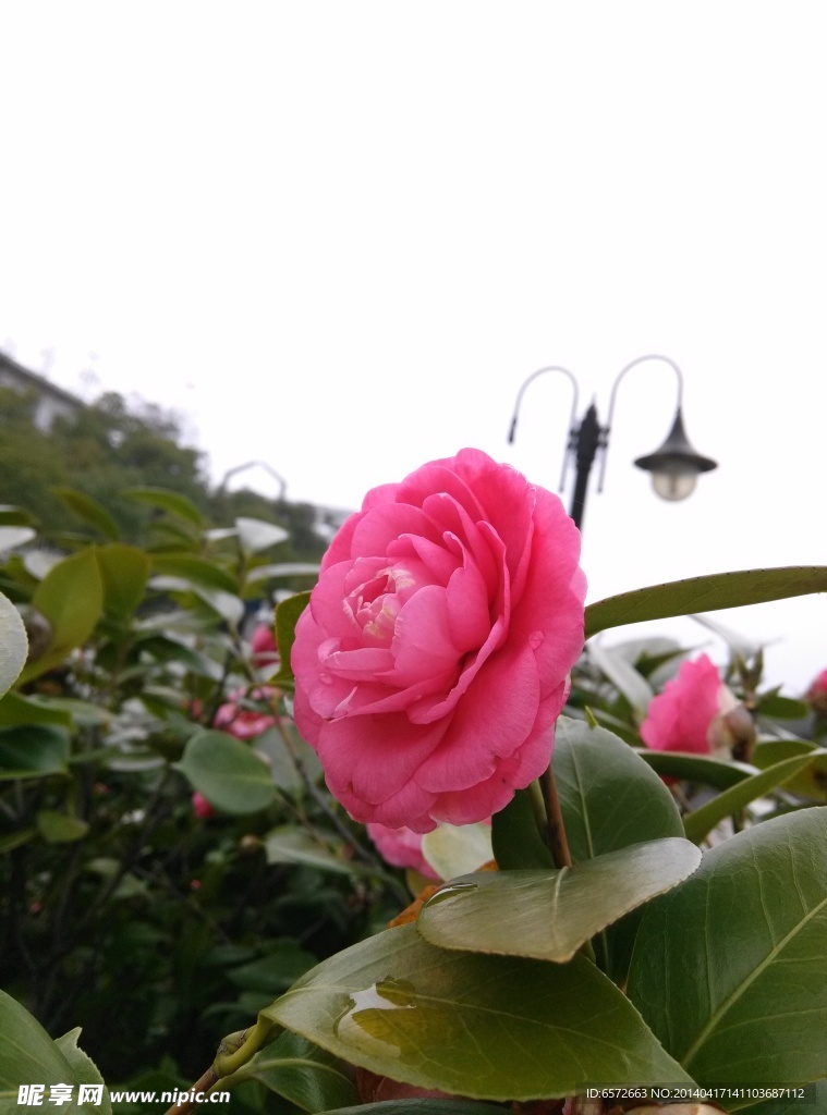 插花