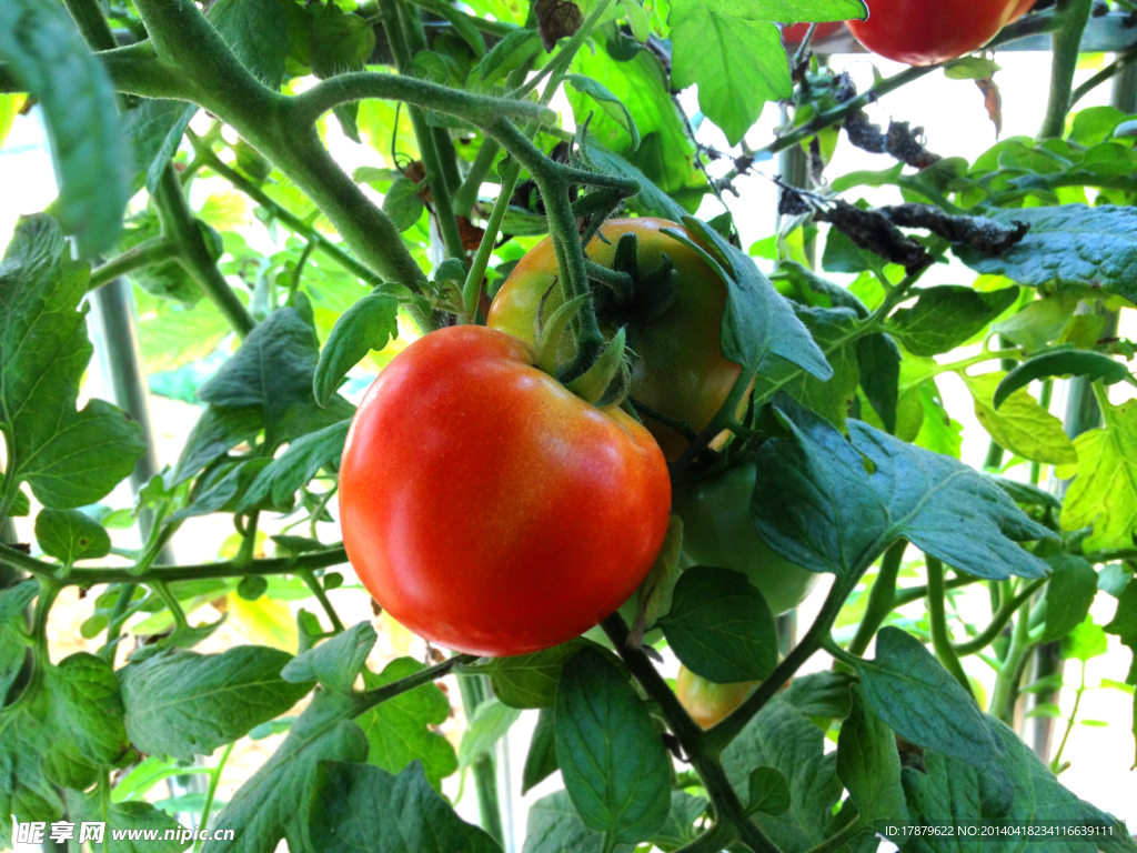 番茄 西红柿 新鲜