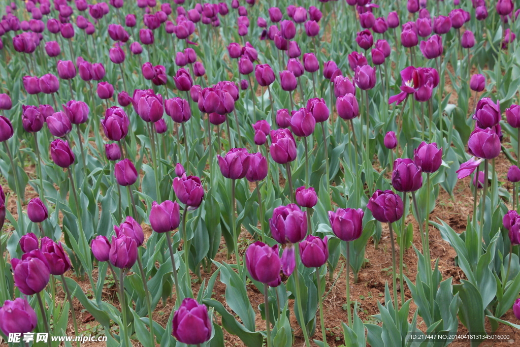 郁金香花卉