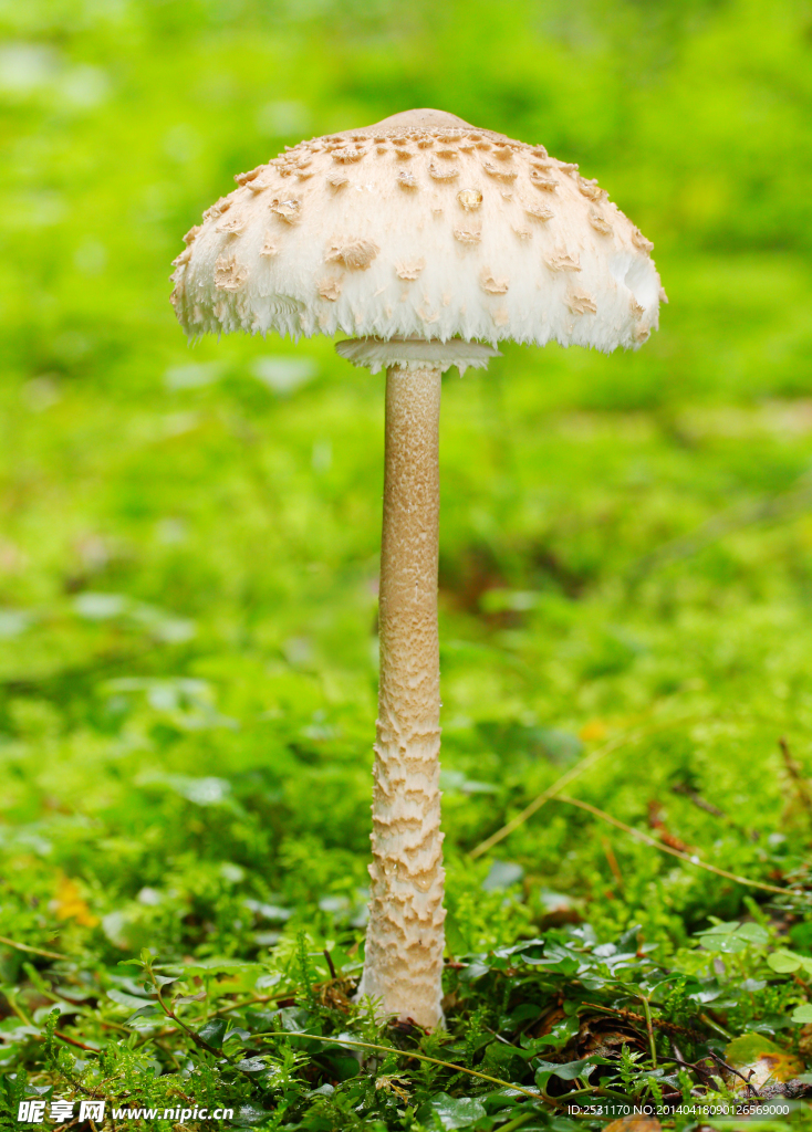 蘑菇