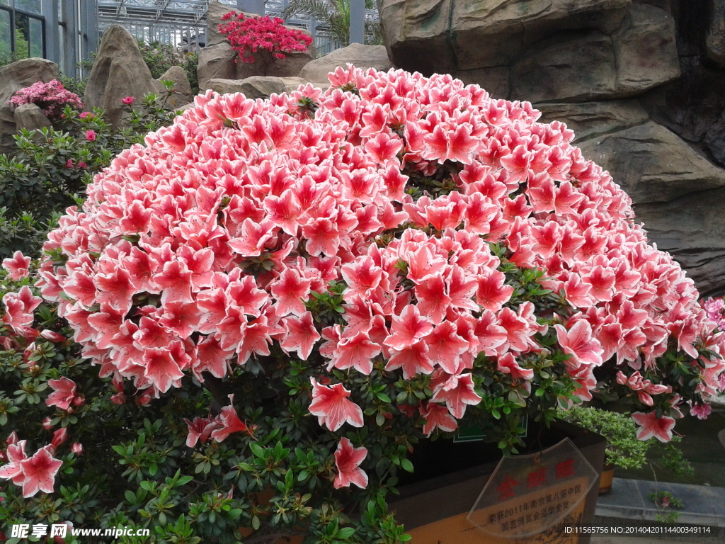 粉色杜鵑花