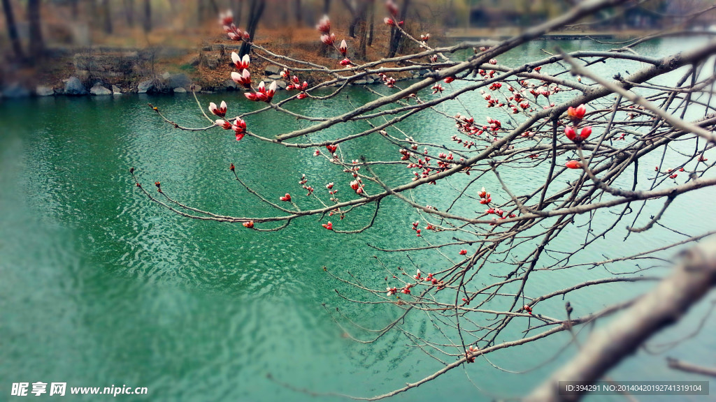 河边桃花