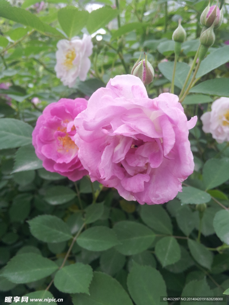 薔薇