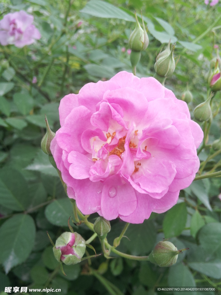 薔薇