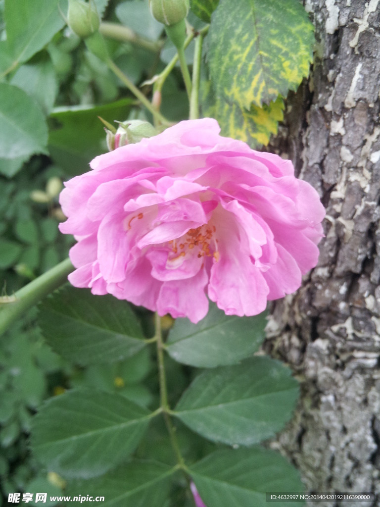薔薇