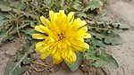 小黃花