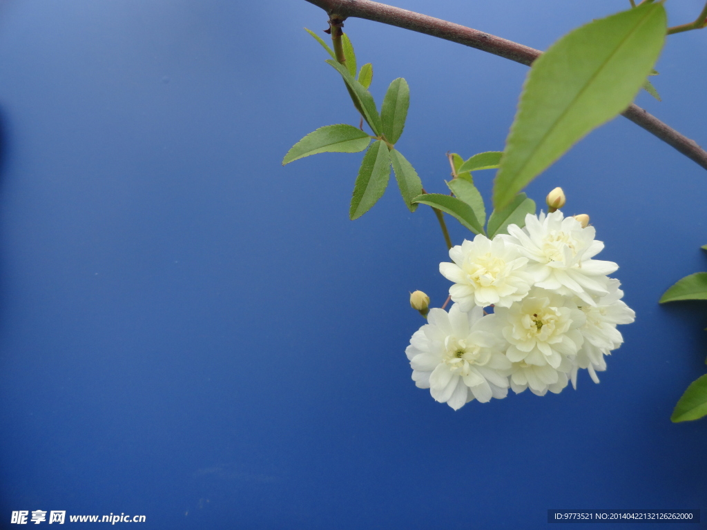 木香花